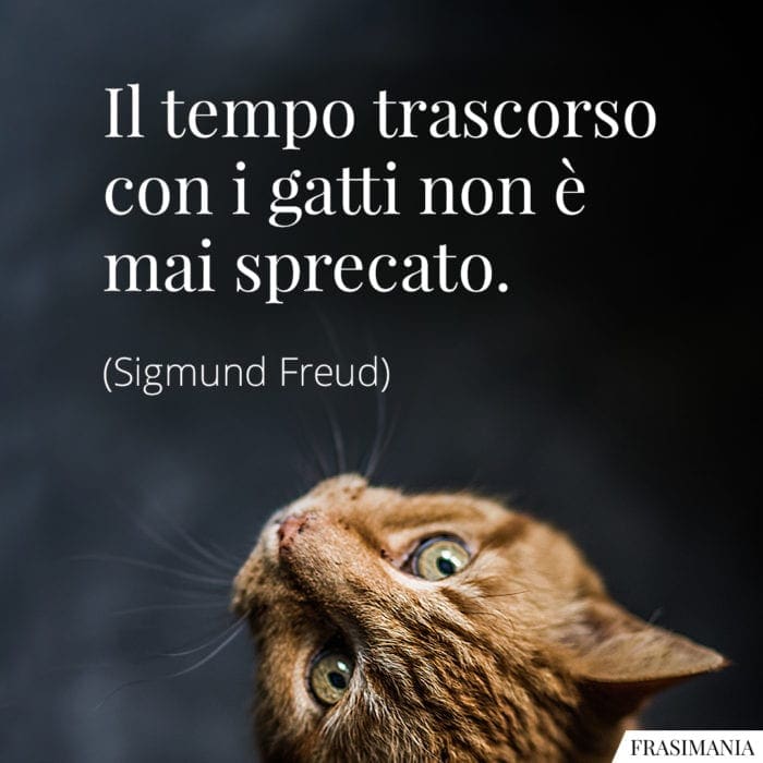 Le 45 più belle Frasi sui Gatti in inglese e italiano (con immagini)