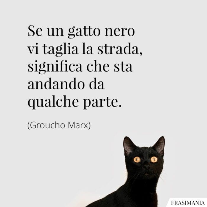 Le 45 più belle Frasi sui Gatti in inglese e italiano (con immagini)